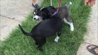 Adorable Puppies Meet for the First time - Husky & Australian Cattle Dog