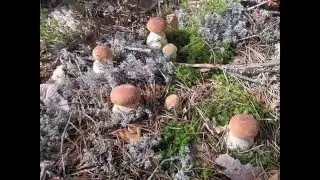 Грибы в горах