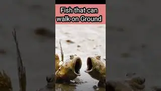 Fish Walking On Ground