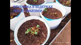 How did strawberries survive the winter in buckets and what to treat them with first?