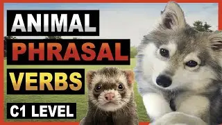 Advanced Phrasal Verbs about Animals | Improve your English Vocabulary FAST!
