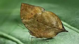Top 10 Truly Amazing Animal Camouflages