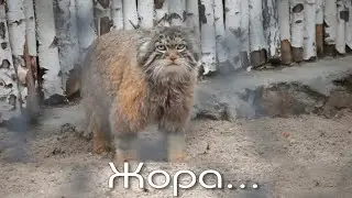 Манул Жора в вольере протаптывает дорожки, а Ачи забрался на дерево, чтобы разглядеть соседей.