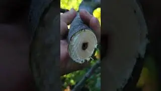 Cutting back the diseased section of our Black Mission Fig Tree