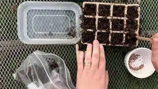 At home plant growth experiment setup