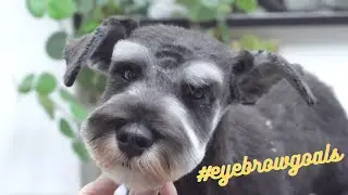 Schnauzer eyebrow goals ; pet style