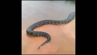 Olha ahhh cooobra !!