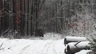Козел подкрался не заметно   ... или еще раз про ТБ...