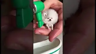 Questo ragazzo ha un mini amico cagnolino | Ma a lui piace fare il bagno tutti i giorni 😳🫡