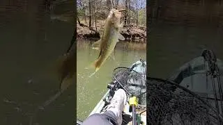 Wacky Rig Bass!! 
