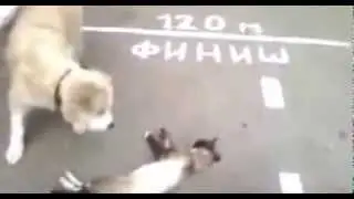 Kedi ölü taklidi yapıyor çok başarılı