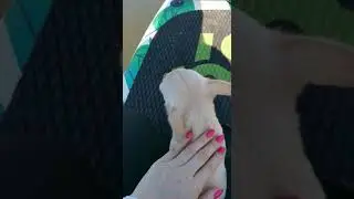 Смелая Капа на сапборде!  