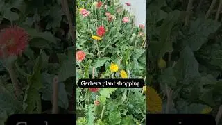 Gerbera plant shopping #shorts