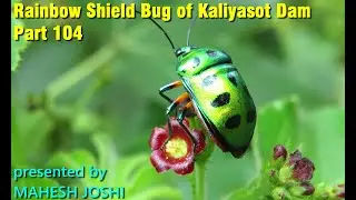 Rainbow Shield Bug of Kaliyasot Dam - Part 104
