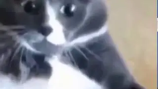 ★ Кошки видео! Возмущенный толстый кот жжет  Ржачные котэ