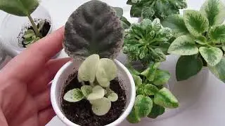 Фиалки Пестролистные 🍃 Размножение🍃 Особенности Выращивания!