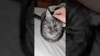 Molly the cat