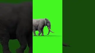 elephant walking green screen 
