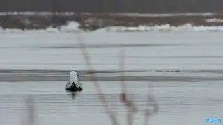 ледоход в Печоре 2024 год
