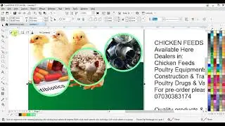 create a simple poultry flyer for your business in Corel Draw
