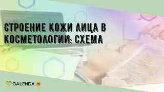 Строение кожи лица в косметологии: схема