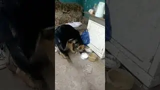 знакомство котенка и щенка