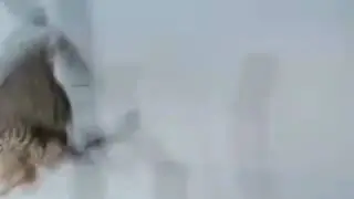Тетеревятник после лечения по причине огнестрельного перелома плечевой кости