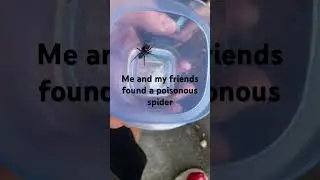 Me and my friend found a poisonous spider