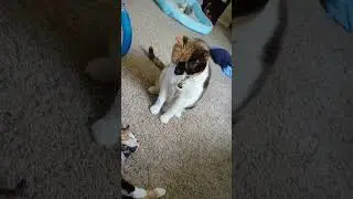 Mango and Pepper still swatting at each other 