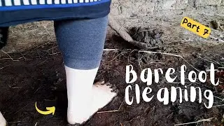 Cleaning the cow barn barefoot