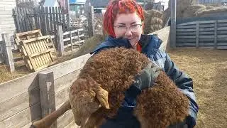 Эдильбаевские овцы. Взвешиваем ягнят.