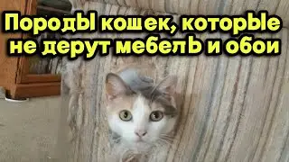 Породы кошек, которые не дерут мебель и обои