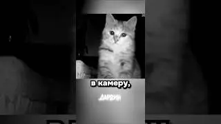 Котик грустит — все грустят...