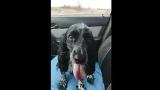 Русский охотничий спаниель Ка̀рен. Тренування з муляжем фазану