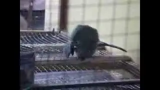Lovebird Mating
