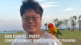 WOPC Member’s Sun Conure Completes Basic Freeflight Training