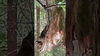 Черноглазый дятел отгоняет мух от медведя отдыхающего в лесном гамаке.