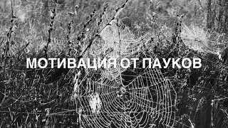 Мотивация от пауков🕷️