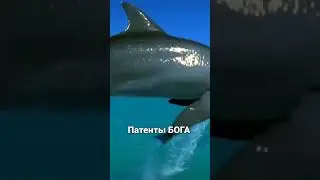 Патенты БОГА