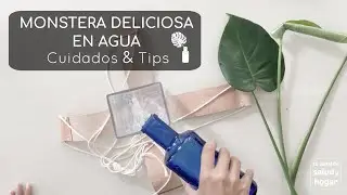 Plantas que puedes cultivar en agua - Monstera Deliciosa - Costilla de Adán