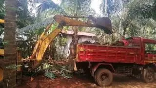 JCB loads the tree roots into the tipper,