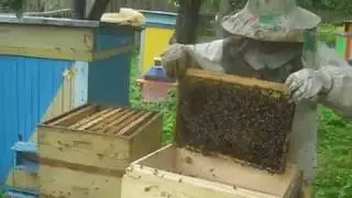 Пасека Цебро. Пересадка, часть 2.