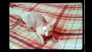Бешеный  марс