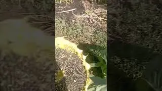 Как выяснилось, подсолнухи еще не созрели! во я типичный горожанин. 🤪