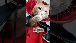 Могут ли кошки предсказывать? 