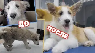 Щенка погрызли. Спасение и дом для бездомного Бублика.