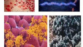 Soil Microbes