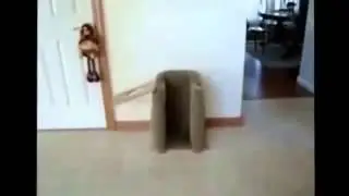 Смешные кошки и собаки Приколы с животными. Приколы с кошками