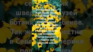 Интересно знать.Рудбекия.