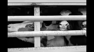 Ban Live Exports – Battle Plan